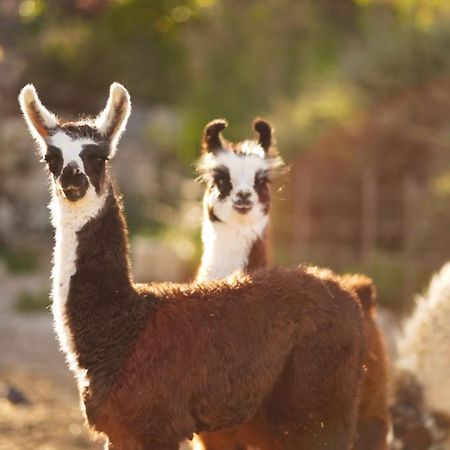 Alpaca Farm - חוות האלפקות Villa Mitzpe Ramon Exterior photo