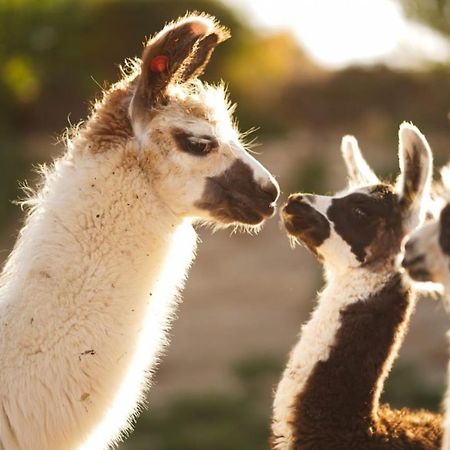 Alpaca Farm - חוות האלפקות Villa Mitzpe Ramon Exterior photo