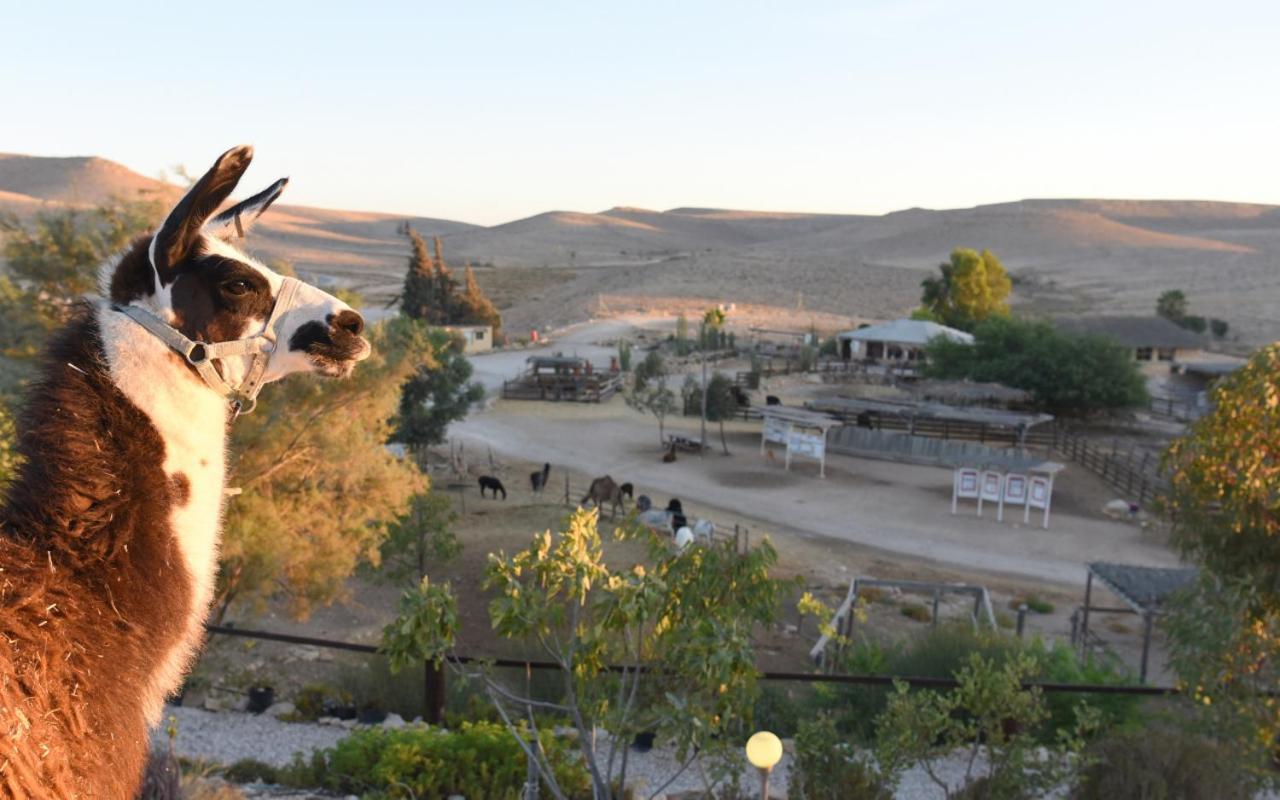 Alpaca Farm - חוות האלפקות Villa Mitzpe Ramon Exterior photo