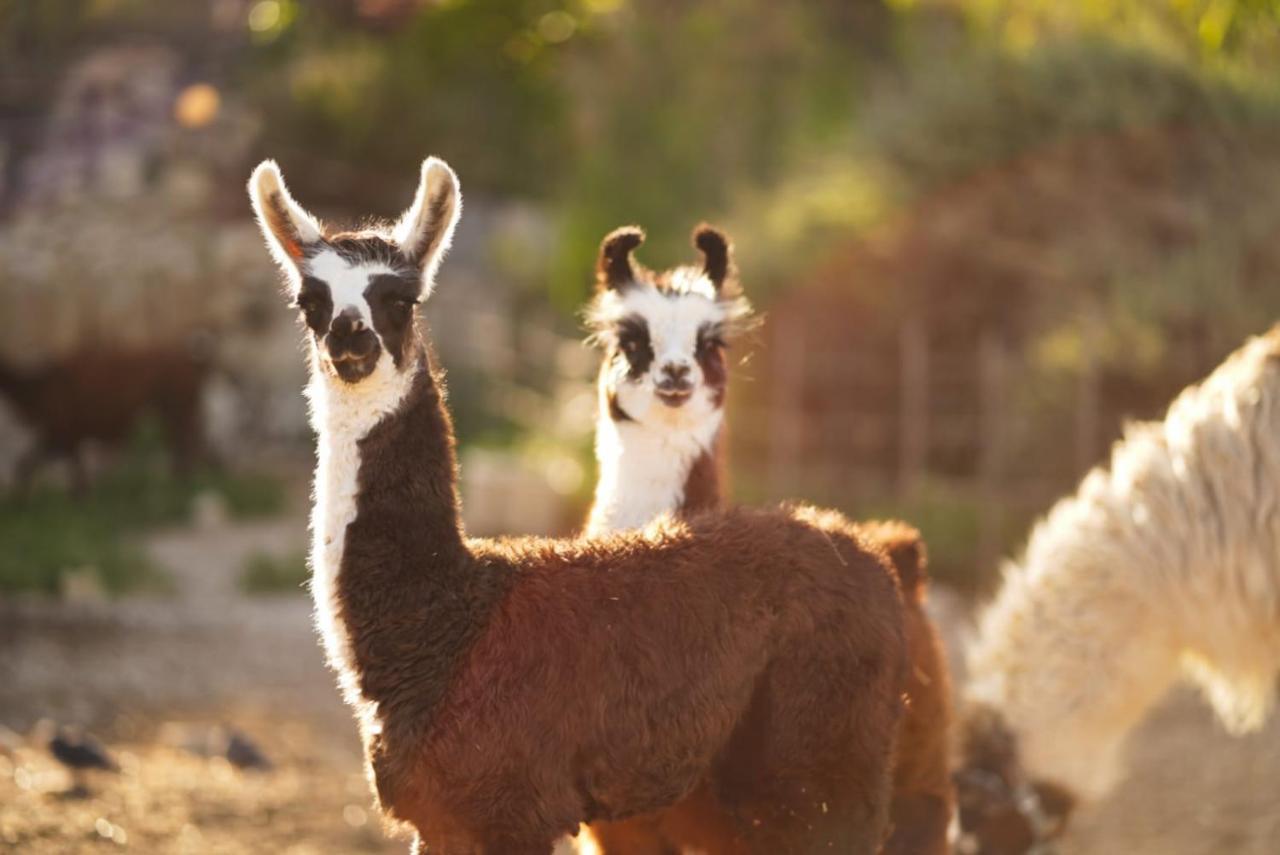 Alpaca Farm - חוות האלפקות Villa Mitzpe Ramon Exterior photo