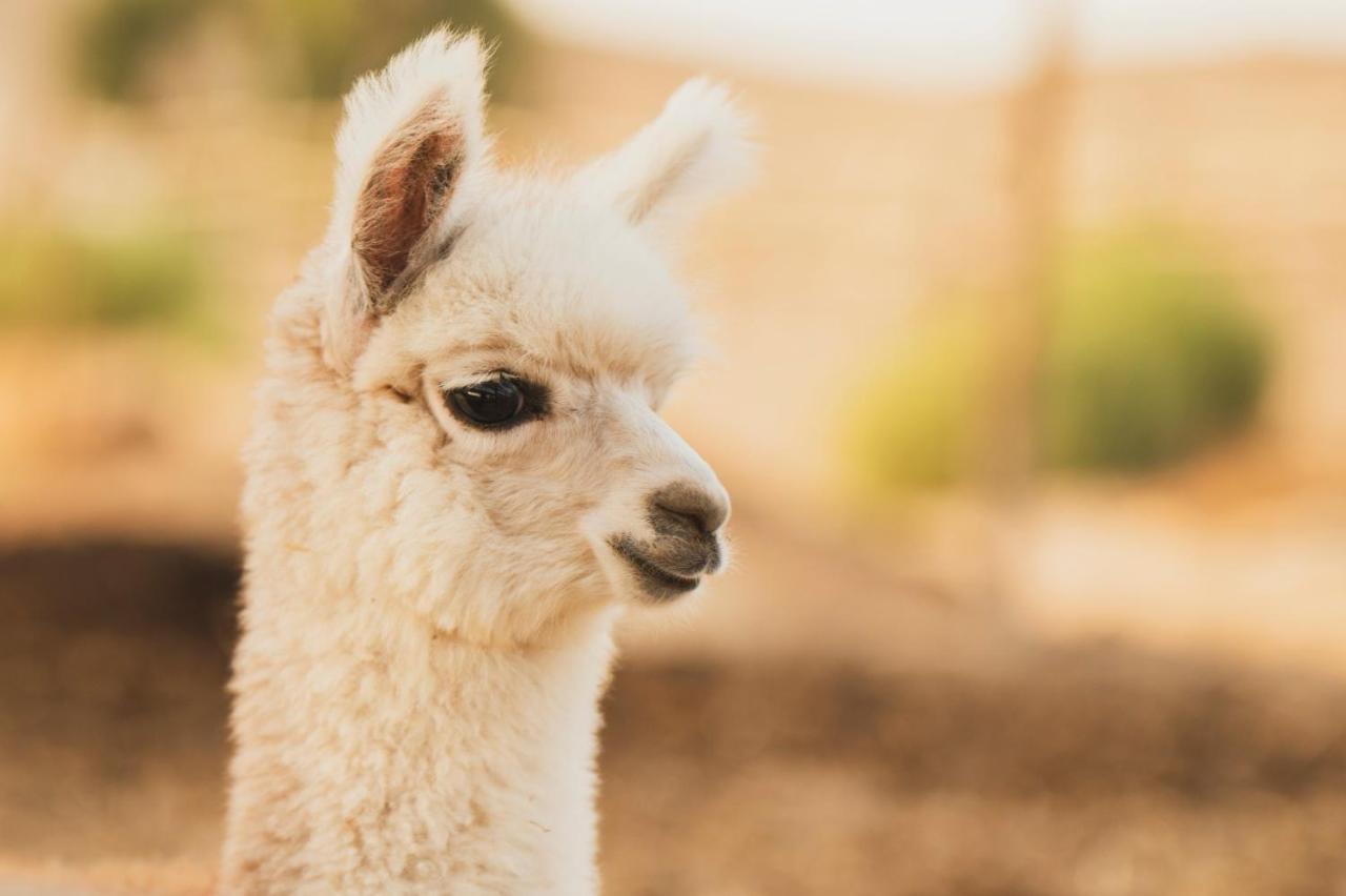 Alpaca Farm - חוות האלפקות Villa Mitzpe Ramon Exterior photo