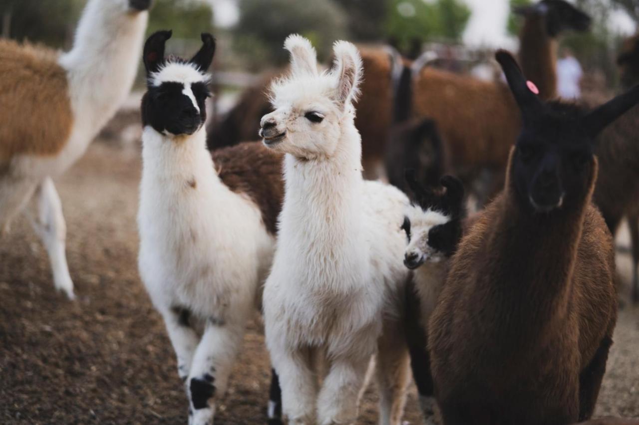 Alpaca Farm - חוות האלפקות Villa Mitzpe Ramon Exterior photo