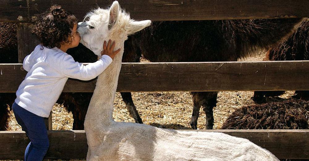 Alpaca Farm - חוות האלפקות Villa Mitzpe Ramon Exterior photo